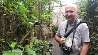A nosy Green jay