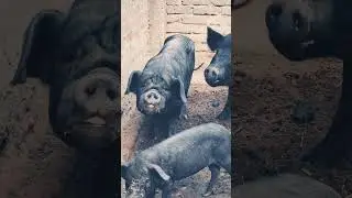 pig 🐖💥farming business #animals #pigfeed #love #funny #viralvideo #cat #cow #pigfarmvideo