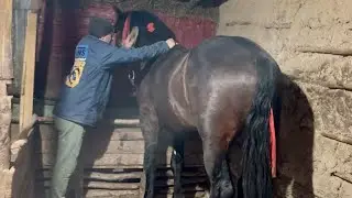 We're brushing this horse. #shorts #trending #viralvideo #stallion 