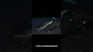 台灣圓甲魚的起源是什麼？ #shorts