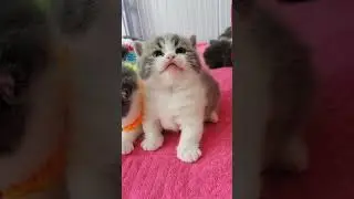 cat 😺 mav mav #funny #cat #pets #crying #funny #shorts