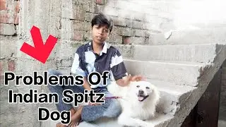 🤔PROBLEM OF INDIAN SPITZ DOG|| Why Indian Spitz Dog||