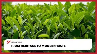 От наследия к современным вкусам | Vietnam Today