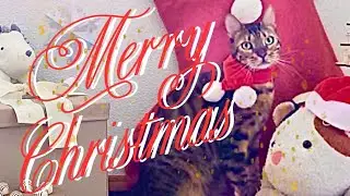 【フォト撮影📷´-】ニュイくんと過ごす小さなXmas🎅🏻´-