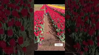 Tulip Festival In #Melbourne ! #tulipfestival #melbourneactivities #melbournetodo #thingstodo
