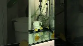 100 g&uuml;nde #discus renklendirme g&uuml;n #10 #new #news #video #shorts #short #aboneol #beğeniat #like #su
