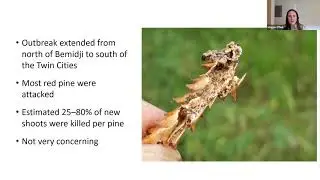 MN DNR Forest Health Specialists: Forest Health Updates from Across Minnesota