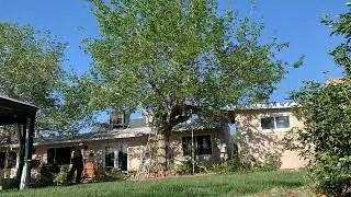 Mulberry Tree trim with treehouse