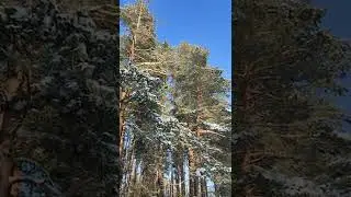 Зимний лес.