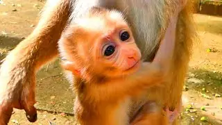 Active baby monkey MARIAN want to identity food with mom.