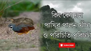 কিং কোয়েল পালন, খাঁচা পরিচিতি পরিচর্চা।