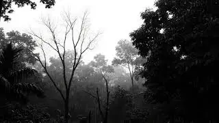 Dark Forest Ambience with Thunderstorm Rain Sounds for Relaxing Sleep
