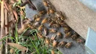 Beekeepers and stingless bee getting bee pollen #honey #beekeeper #beehive #nature #beelove #farm