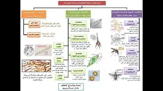 تنوع الطلائعيات  البراميسيوم والأميبا