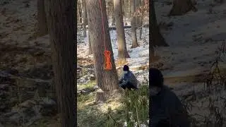 2 feet chainsaw cutting down 2.5 feet tree