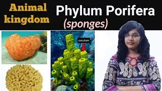 Japanese Symbol of Eternal love | Phylum Porifera  | Animal kingdom Class 11 | Diversity part- 5