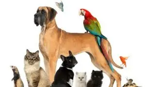 Birds | Animals | Pets | Pet Expo 2018  | Dog show | Exotic birds | Horses | Petex #ParrotWorld