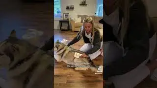 Тестирую пылесос для стрижки шерсти моей хаски.