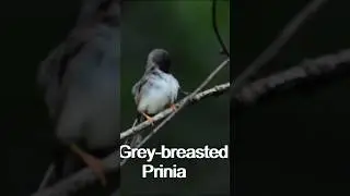 Cute Prinia Preens I Quick Bird Watching Moment | Grey-breasted Prinia #shorts t