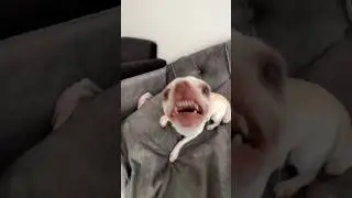Doing Kuchi Kuchi to my chihuahuas🤣