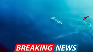 Cargo Ship Crew Thought Their Sonar Detected a Reef Until This Colossal Creature Was Caught on Drone