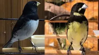 Papa capim baiano peito branco VS Coleiro paulista (Laranjeira)