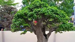 KUMPULAN INSPIRASI BONSAI SERUT || Streblus Asper