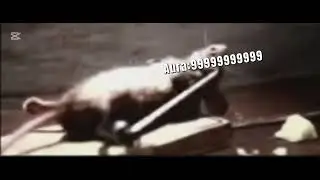 Mice have aura