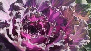 Winter Kale