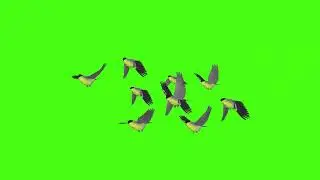 Group Of Birds Flying Green Screen l HD