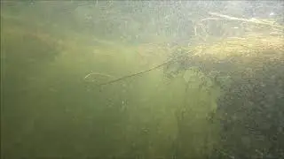 What lurks in the lakes of the Rouge River watershed?