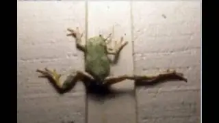 Frog eats praying mantis