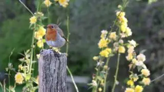 Grace Audio Scriptures With Beautiful Nature Video