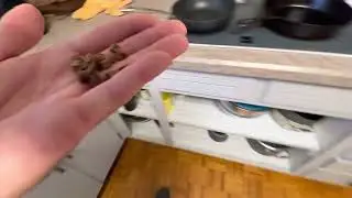 Lana the Pudelpointer Training Series pt2 Treats