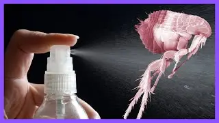 Repelente Casero Antipulgas para Perros y Gatos ⭐ Spray Natural