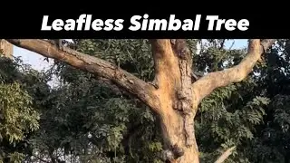Simbal tree dried out .#treepath #hardwoodtree #motivation #nature 