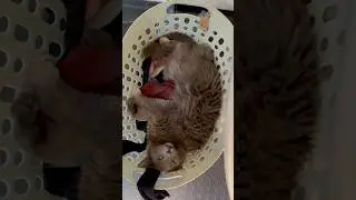A Helping Hand #cat #love #cats #animals #pets #viral #shorts #trending  #foryou #youtubeshorts
