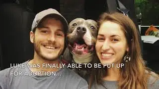 Top 5 Animal Protection Stories of 2018