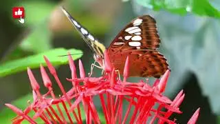 Nikon Z6iii | Butterfly 🦋 &hearts;️ through my lens  #Butterfly #Nature #flower #photography #visuals