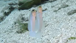Yellowhead Jawfish Courtship Dance [4K]