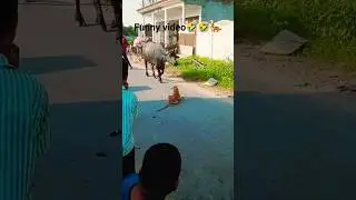 fake tiger vs buffaloes prank! 🤣🤣🤣🐅🐅🐃🐃#funny #prank #comedy #faketigerprank