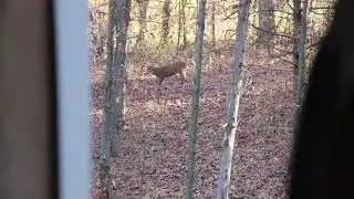 Missouri Buck Reaction to Montana Decoys