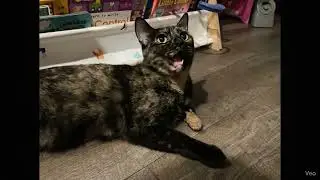 Butters the Cat loves Jesus