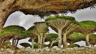 Discovering the Islands from Another World: Socotra