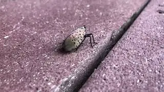 Bug a salt slow mo