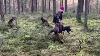 Träna flera hundar samtidigt!