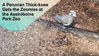 A Peruvian Thick-knee Gets the Zoomies, at the Assiniboine Park Zoo @papaatthezoo