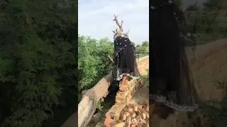 Girl Climbs a Tree #funnyvideo