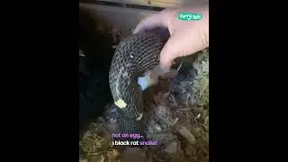Woman removes a massive rat snake from inside her chicken enclosure #snake #chicken #women #safety