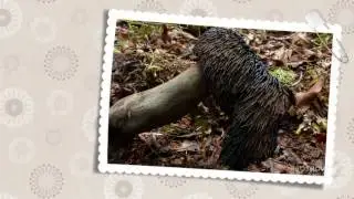 Sarcodon carbonarius - fungi kingdom